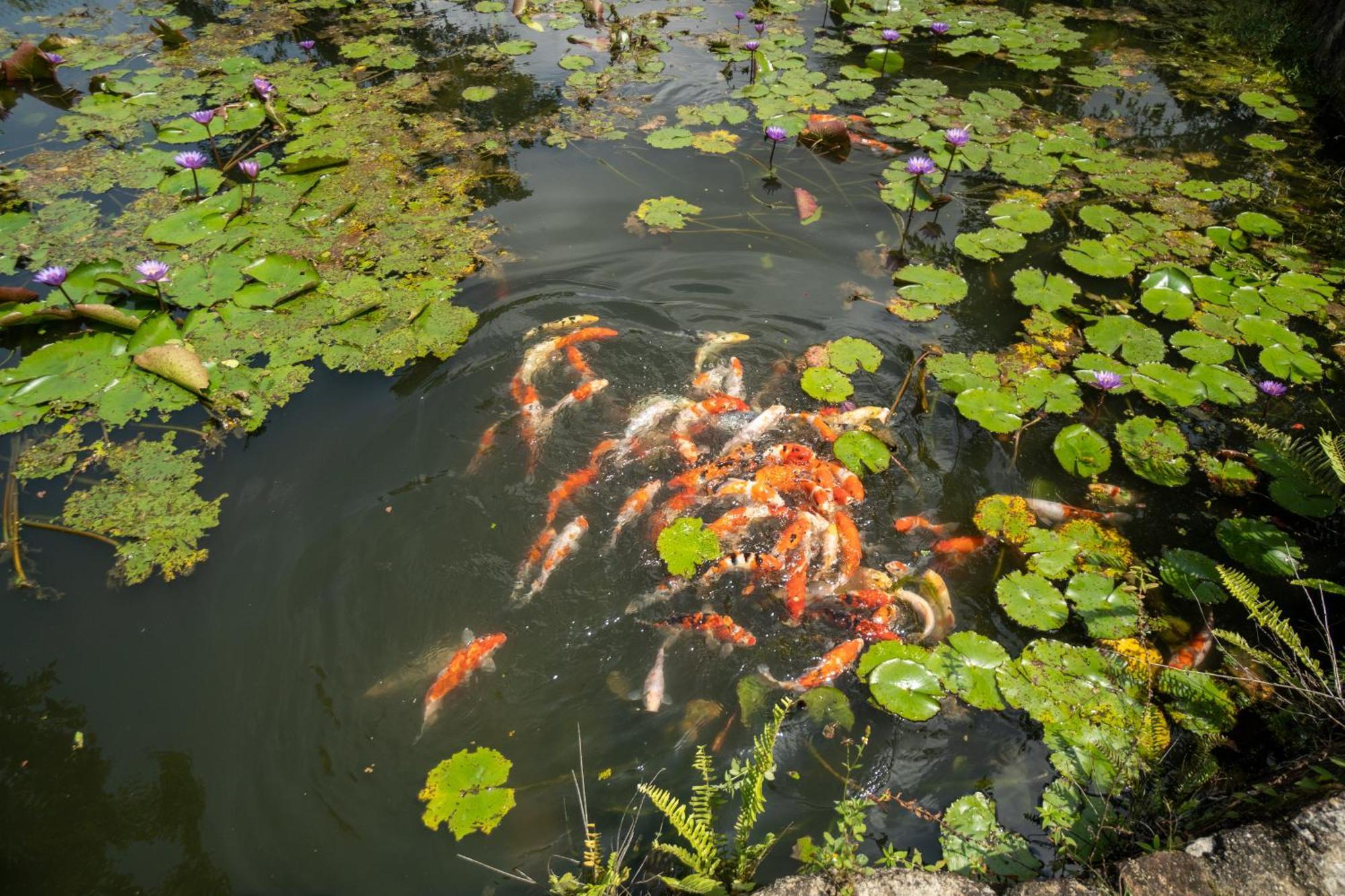 Shanthi Uyana Kandy Esterno foto